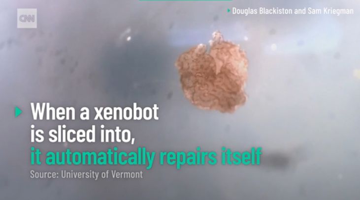 世界初の生体ロボット、「生殖」が可能に　米研究チーム