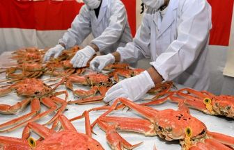 厳選の越前がに15匹を福井県から皇室に献上　大正期に始まり98回目、三国の鮮魚店が釜ゆで